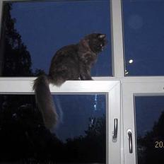 Maine Coon Coco Skye