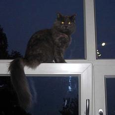 Maine Coon Coco Skye