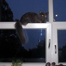 Maine Coon Coco Skye
