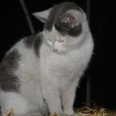 Blanding af racer Spiderman II |Min Engel|<3