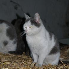 Blanding af racer Spiderman II |Min Engel|<3