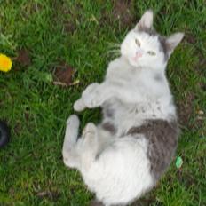 Blanding af racer Spiderman II |Min Engel|<3