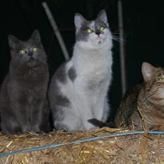 Blanding af racer Hr. Iversen |