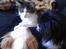 Maine Coon Aslan
