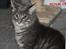 Maine Coon Honda "Flyttet"