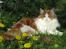 Maine Coon IC DK Bjørnholts Cosimo 9/6 - # 3. Min smukke dreng. 3 maj 2012 