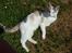 Huskat Cleo <3