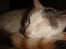 Huskat Cleo <3
