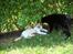 Huskat Cleo <3