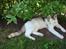 Huskat Cleo <3