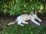 Huskat Cleo <3