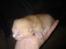 Huskat Cornelius R.I.P. - 20-5-12