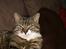 Huskat Trunte