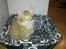 Maine Coon Charlie