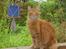 Maine Coon Charlie