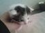 Huskat Leopold - 2-6-12