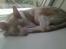 Cornish Rex Nico