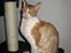 Cornish Rex Nico