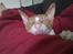 Cornish Rex Nico
