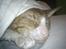 Cornish Rex Nico
