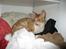 Cornish Rex Nico