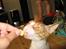 Cornish Rex Nico