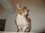 Cornish Rex Nico