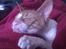 Cornish Rex Nico