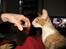 Cornish Rex Nico