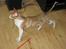 Cornish Rex Nico