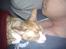 Cornish Rex Nico
