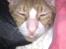 Cornish Rex Nico