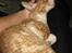 Cornish Rex Nico
