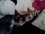 Cornish Rex Nico