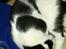 Huskat Athene