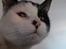 Huskat Athene