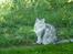 Maine Coon DK Agerskov's Bailey (Malou)