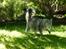 Maine Coon DK Agerskov's Bailey (Malou)