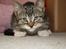 Huskat Mis