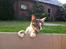 Huskat Sille