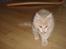 Maine Coon Midas
