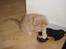 Maine Coon Midas