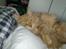 Maine Coon Midas