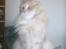 Maine Coon Midas
