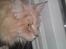 Maine Coon Midas