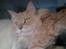 Maine Coon Midas