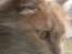 Maine Coon Midas