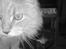 Maine Coon Midas
