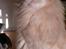 Maine Coon Midas