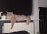 Maine Coon Midas
